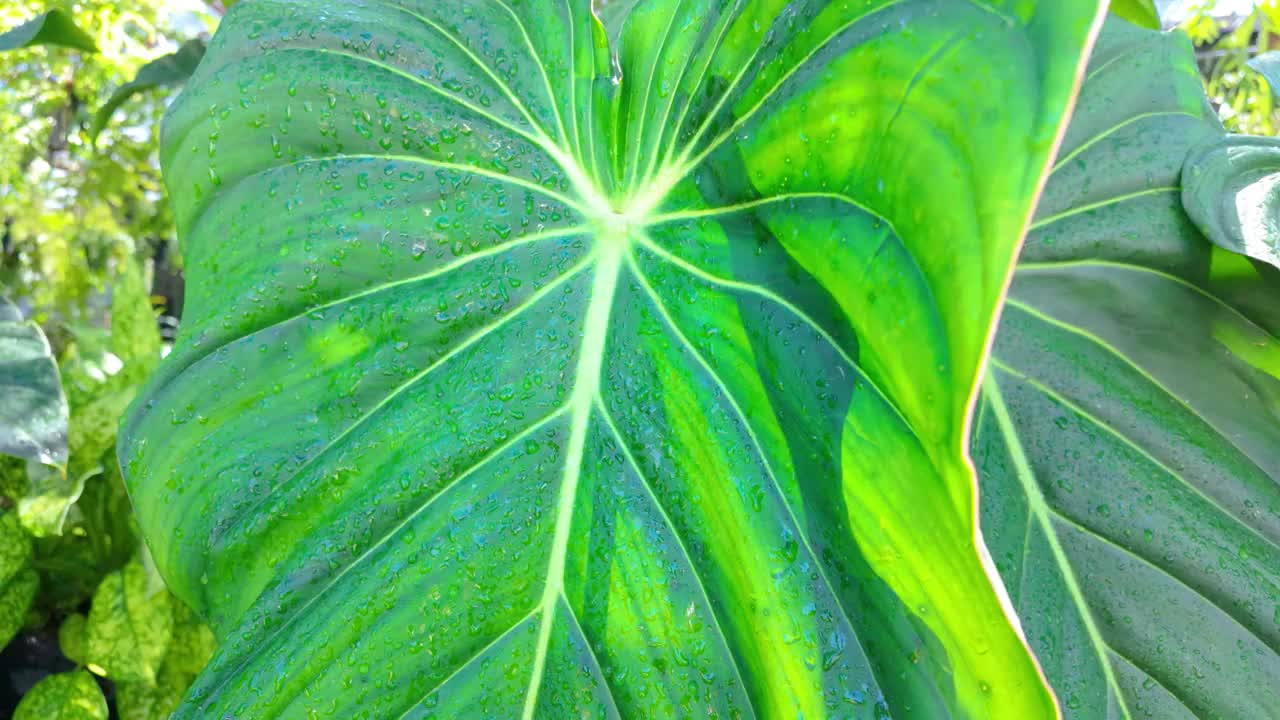 一种陆生植物的绿叶特写，中间是白色的视频素材