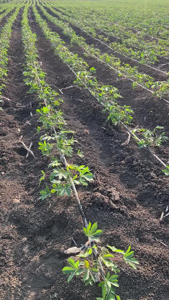 木薯田间滴灌系统视频素材