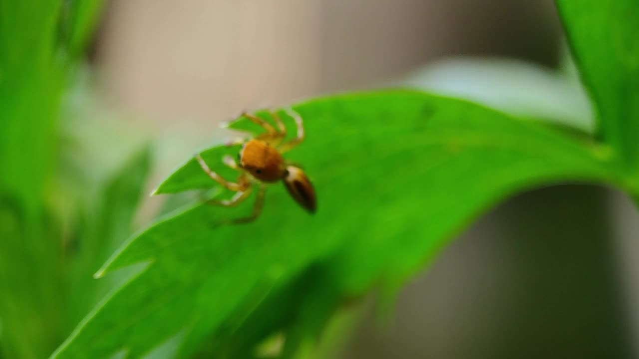 自然镜头，特写，叶子上的跳蜘蛛视频素材