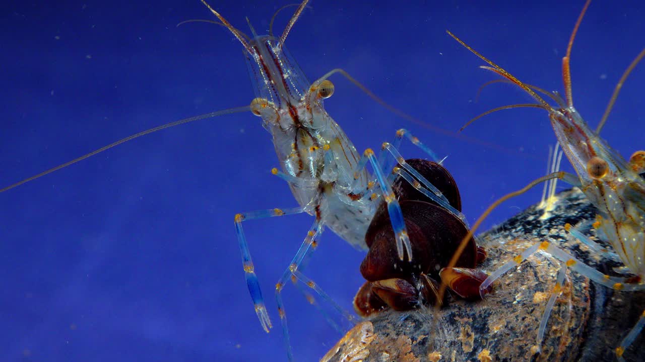 岩池虾(Palaemon elegans)，在贻贝中觅食的虾，黑海视频素材