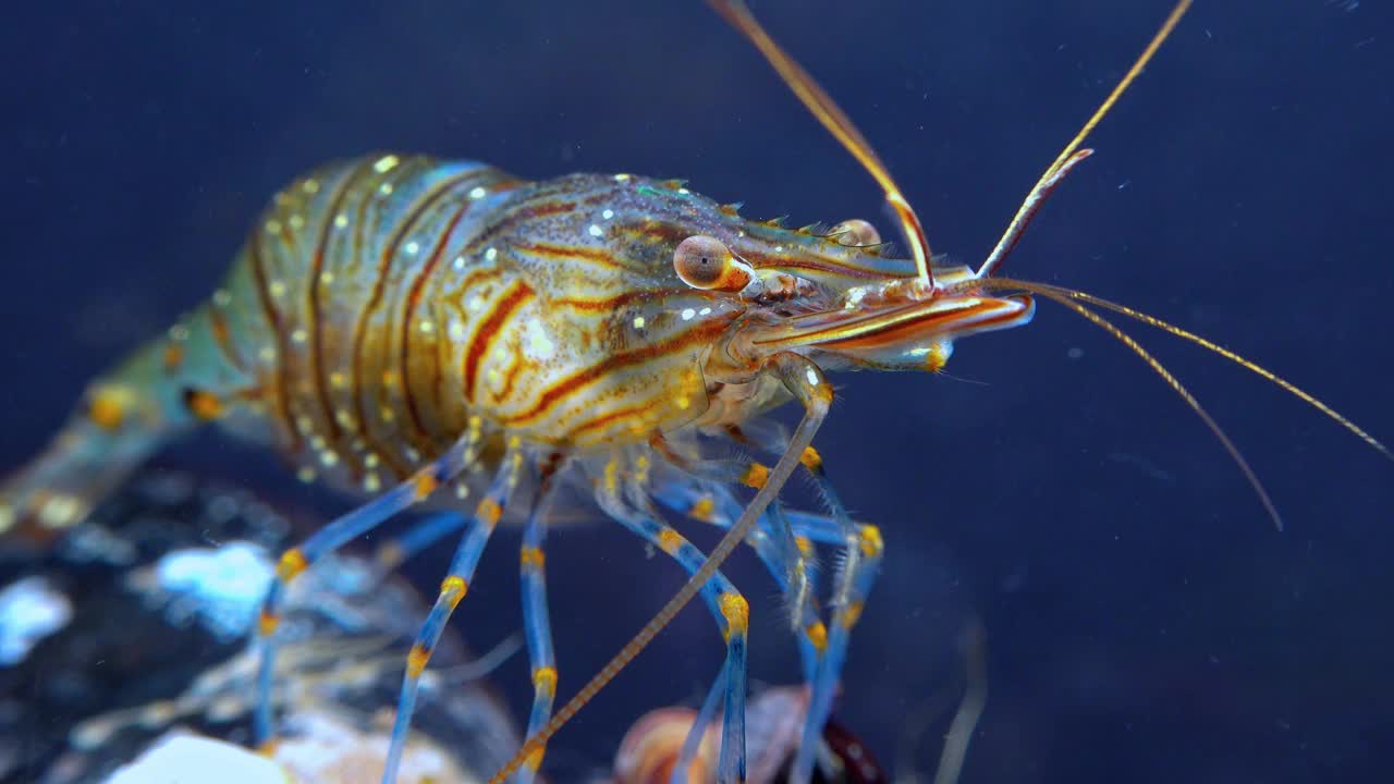 岩池虾(Palaemon elegans)，在贻贝中觅食的虾，黑海视频素材