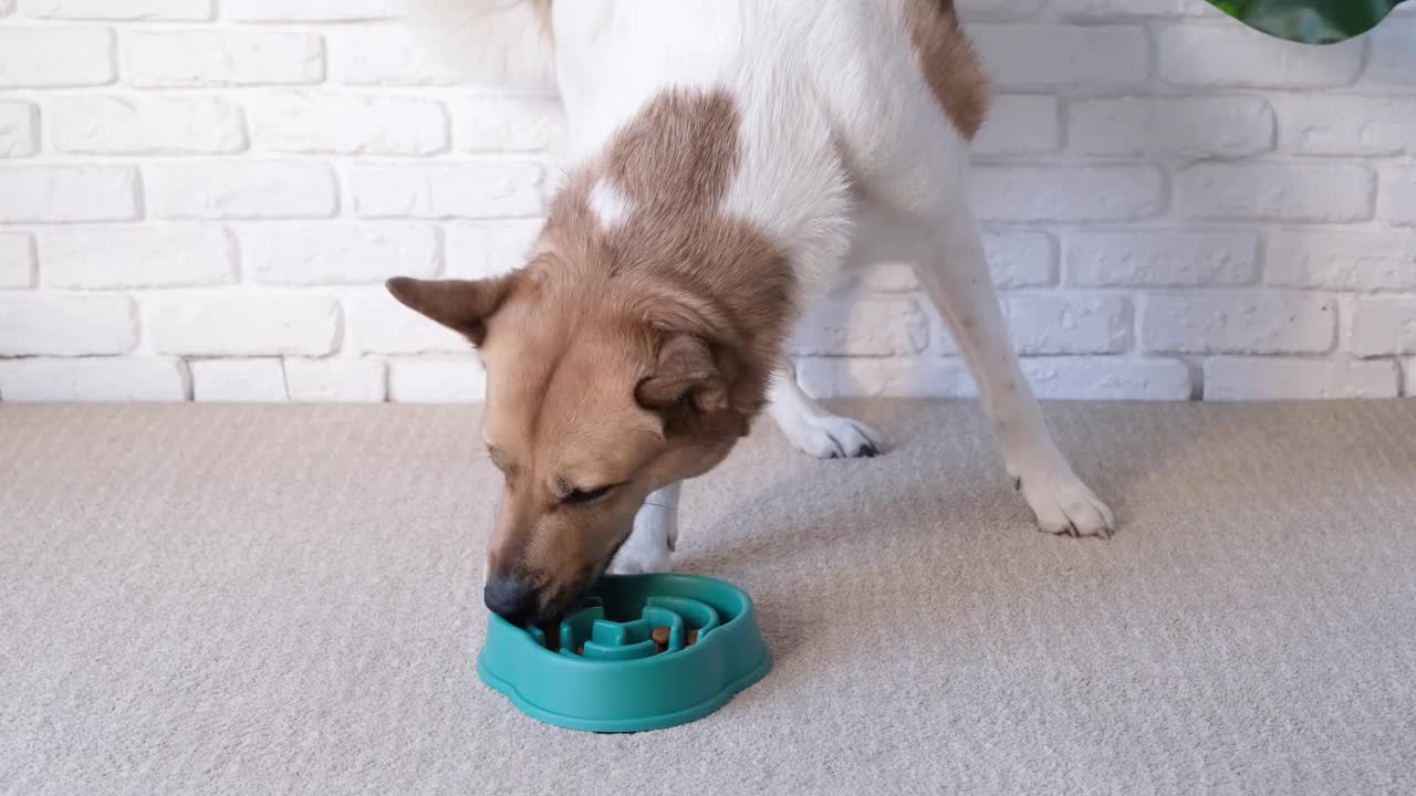 狗在家里躺在地毯上，从一个蓝色的碗里慢慢地吃干食物视频素材