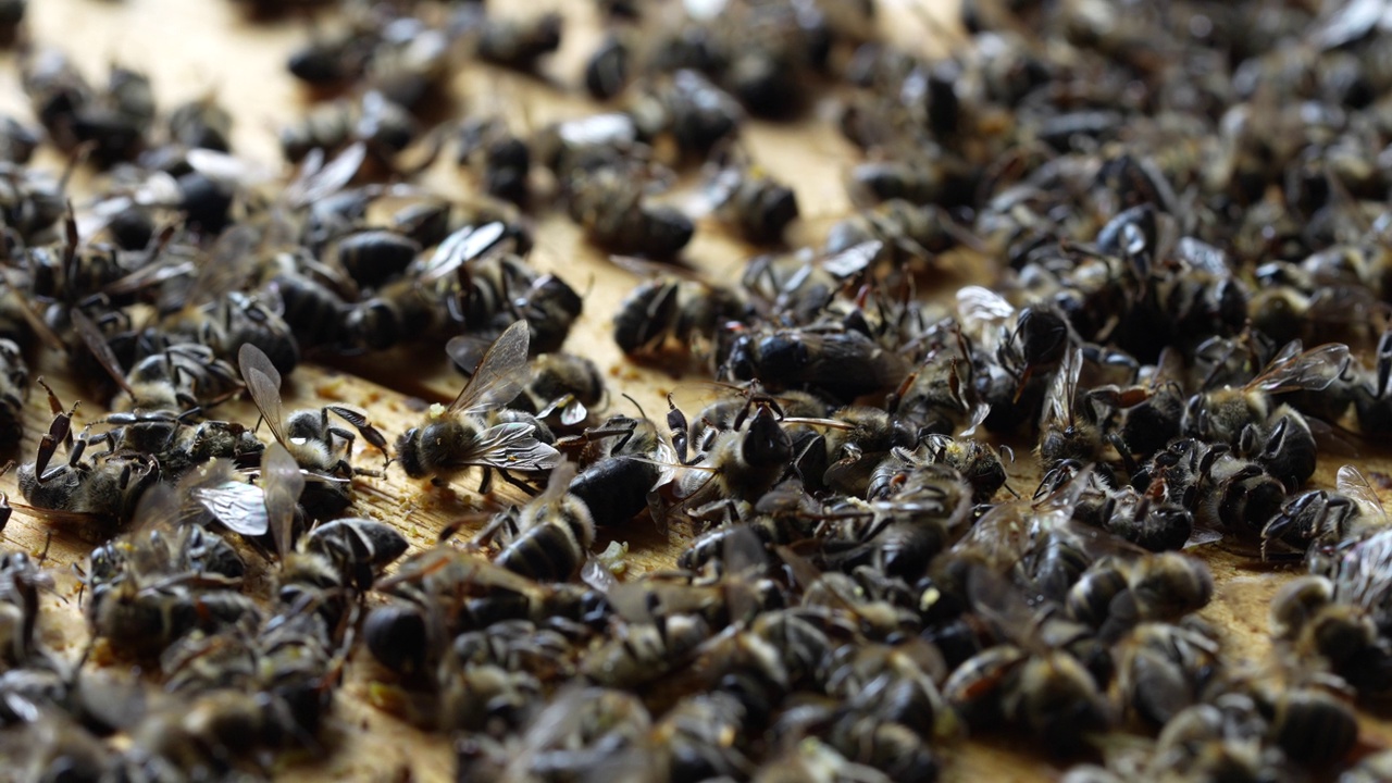 蜂房里有很多死蜜蜂，特写。蜂群衰竭失调视频素材