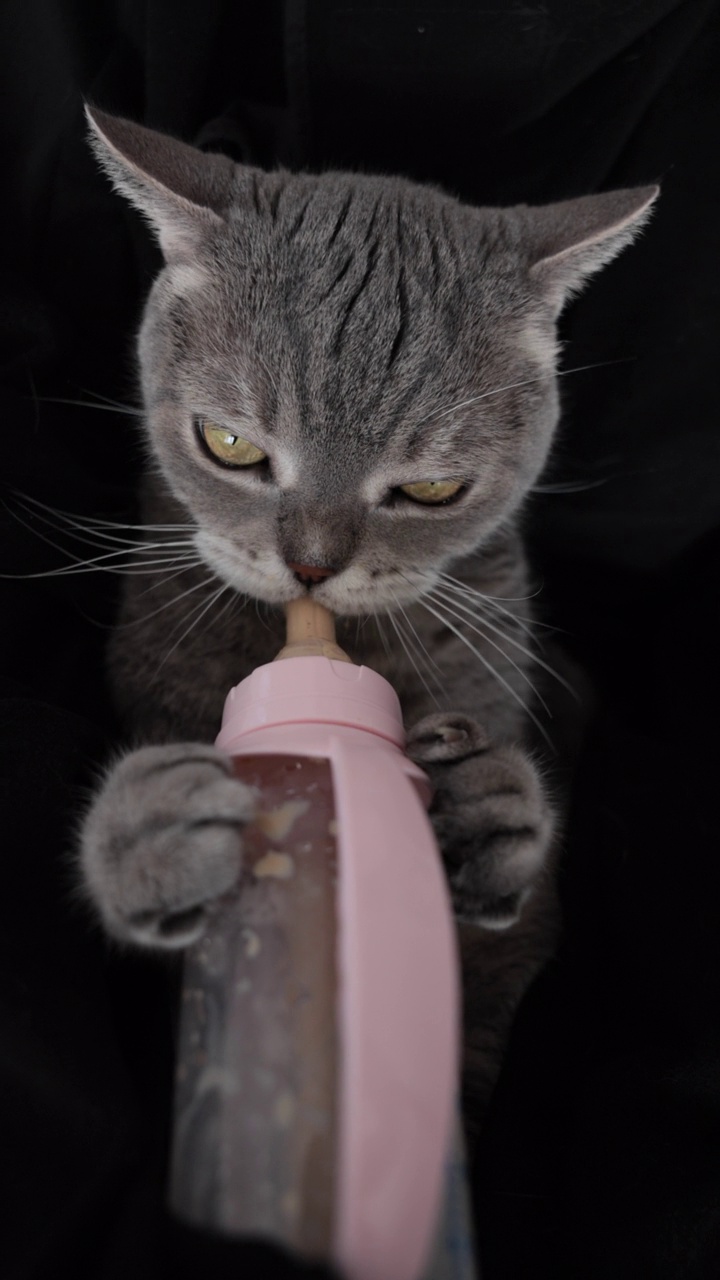 饥饿的猫仰面躺在沙发上，试图从奶瓶里吸奶视频素材