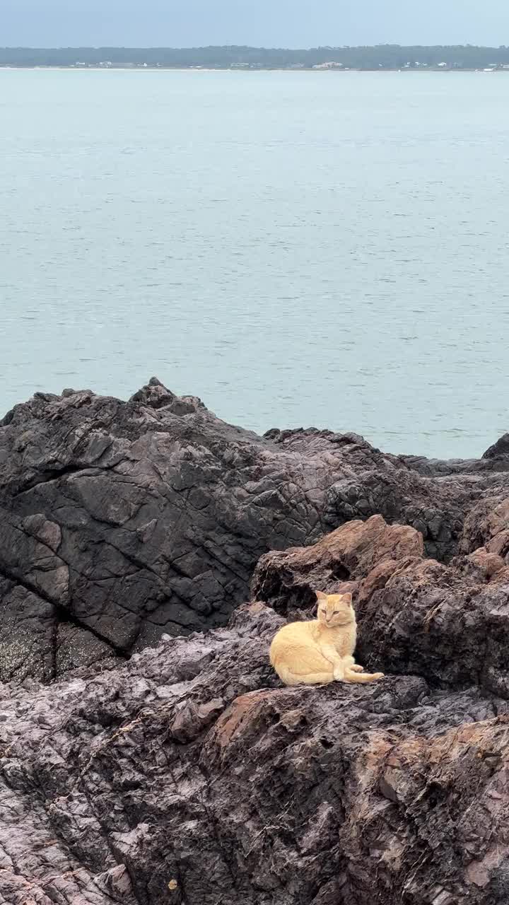 一只黄色的猫在大海和地平线前的岩石上休息视频下载