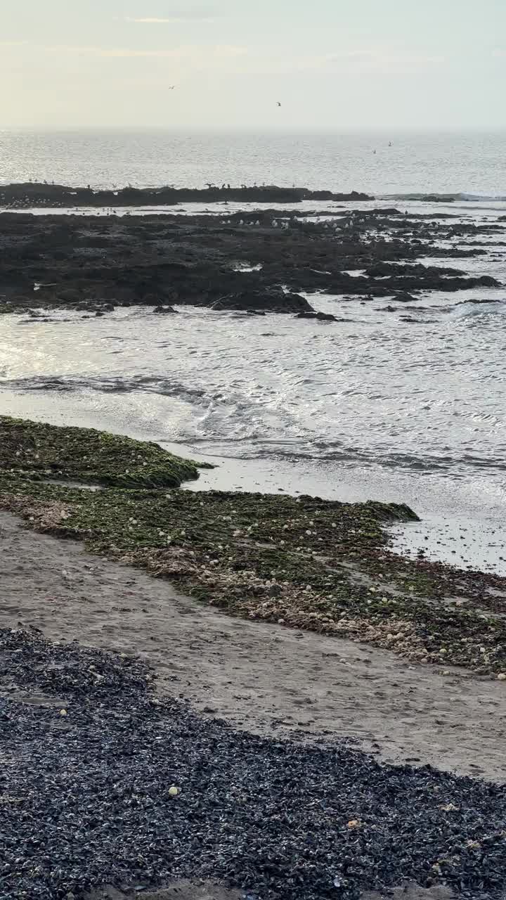 乌拉圭埃斯特角城的一个非常肮脏的海滩，有藻类和残迹。视频下载