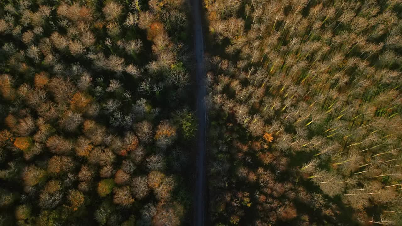 宁静的天际线:无人机在苏塞克斯郡弗里斯顿森林上空的旅程视频素材