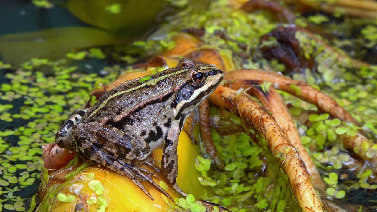 沼泽蛙(Pelophylax ridibundus)，蛙在水中浮萍之间视频素材