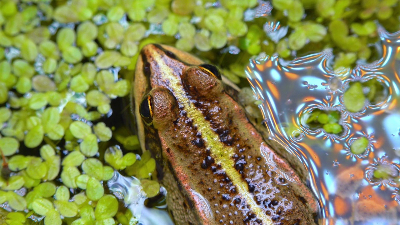 沼泽蛙(Pelophylax ridibundus)，蛙在水中浮萍之间视频素材