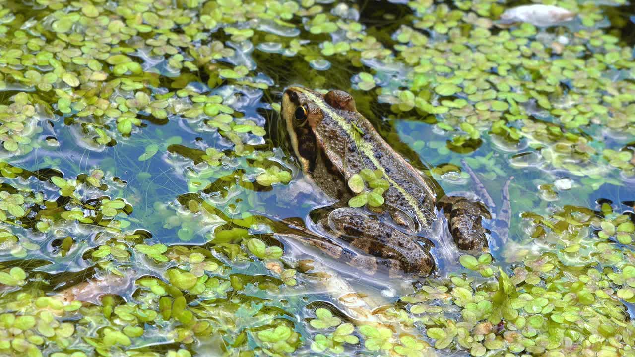 沼泽蛙(Pelophylax ridibundus)，蛙在水中浮萍之间视频素材