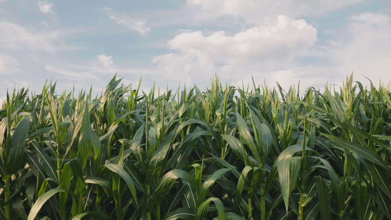 微风吹拂着玉米，蓝天映衬着玉米地视频素材