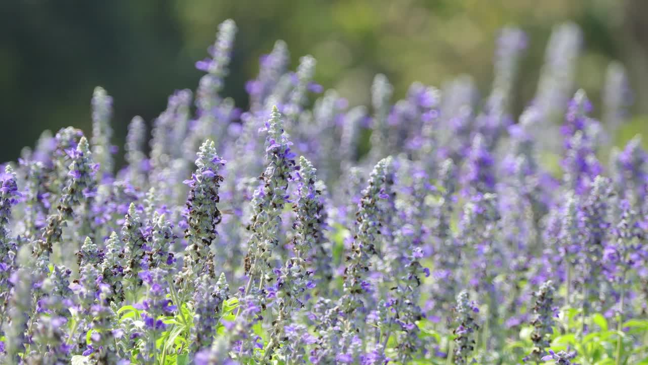 美丽的花园里，蓝鼠尾草、丹参盛开在一片绿叶的背景上，在热带花园里随风摇曳。视频下载