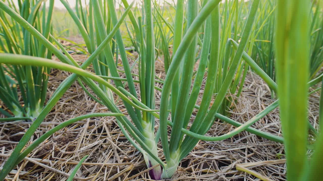 红洋葱植物生长在蔬菜园里视频素材