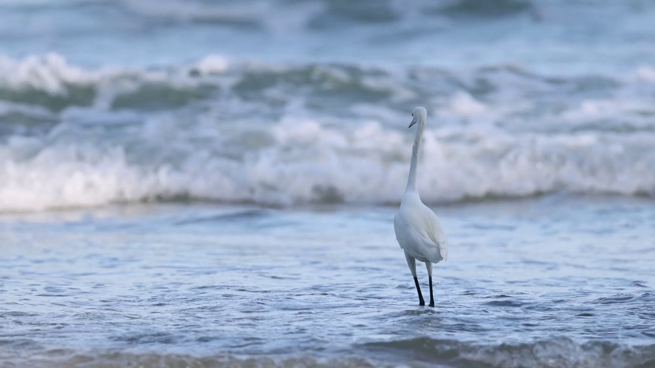 白鹭在海浪中涉水视频素材