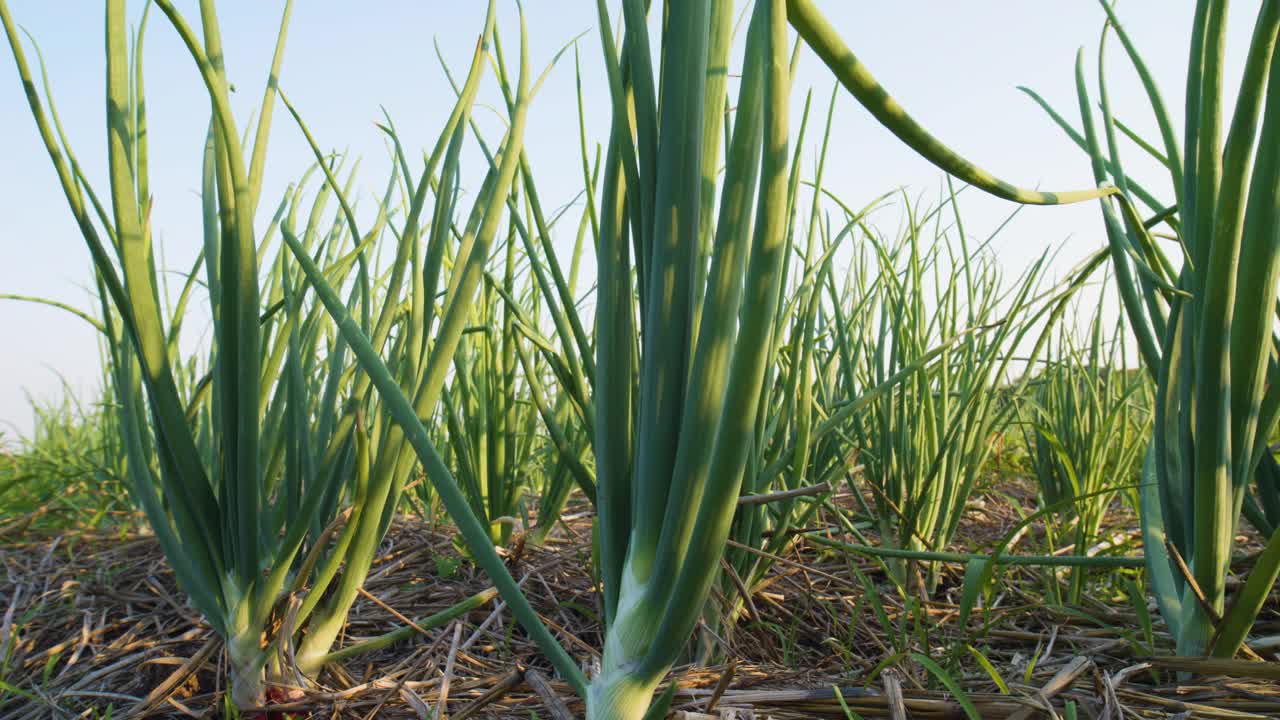 红洋葱植物生长在蔬菜园里视频素材