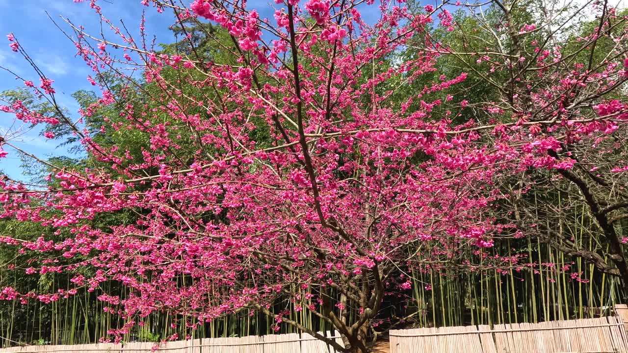 开花的树在微风中摇曳视频素材