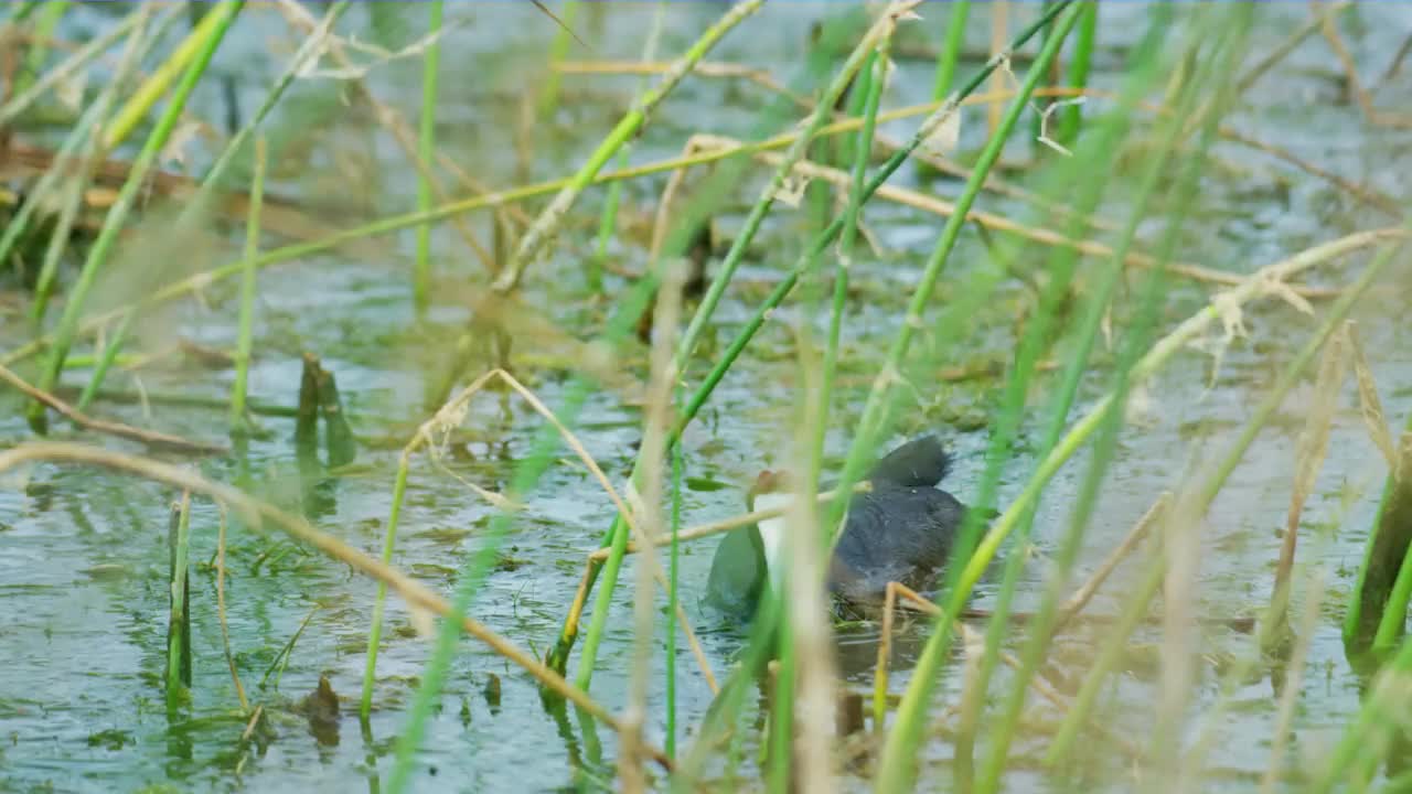 红节白骨顶或冠白骨顶(Fulica cristata)，是秧鸟和秧鸟科的一员视频素材