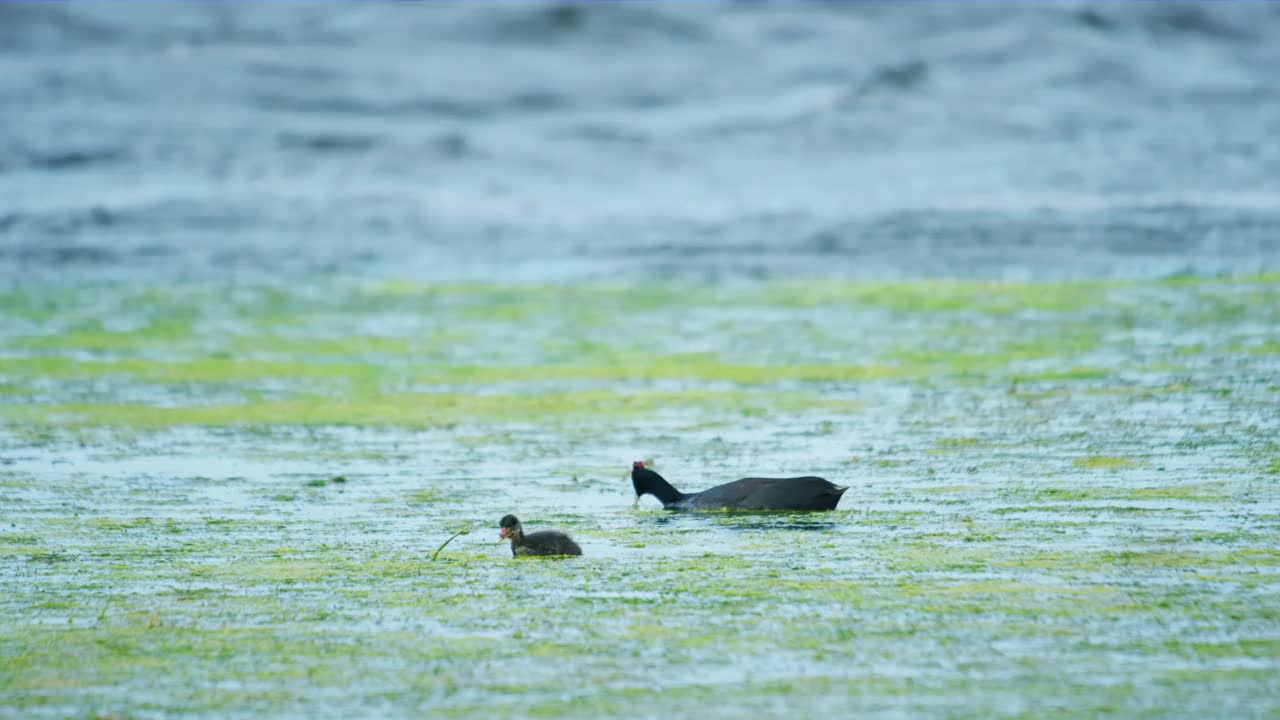 红节白骨顶或冠顶白骨顶(Fulica cristata)是秧秧鸟科(Rallidae)的一员。视频素材