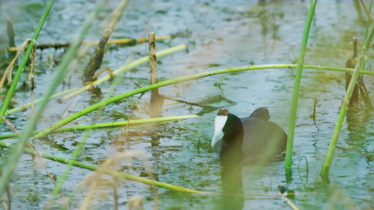 欧亚白骨顶(Fulica atra)在鸟类保护区湖泊周围觅食视频素材