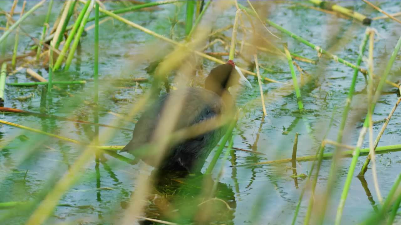 春季在卡尔达罗湖(一个天然浴池)看到的欧亚白骨顶(Fulica atra)视频素材