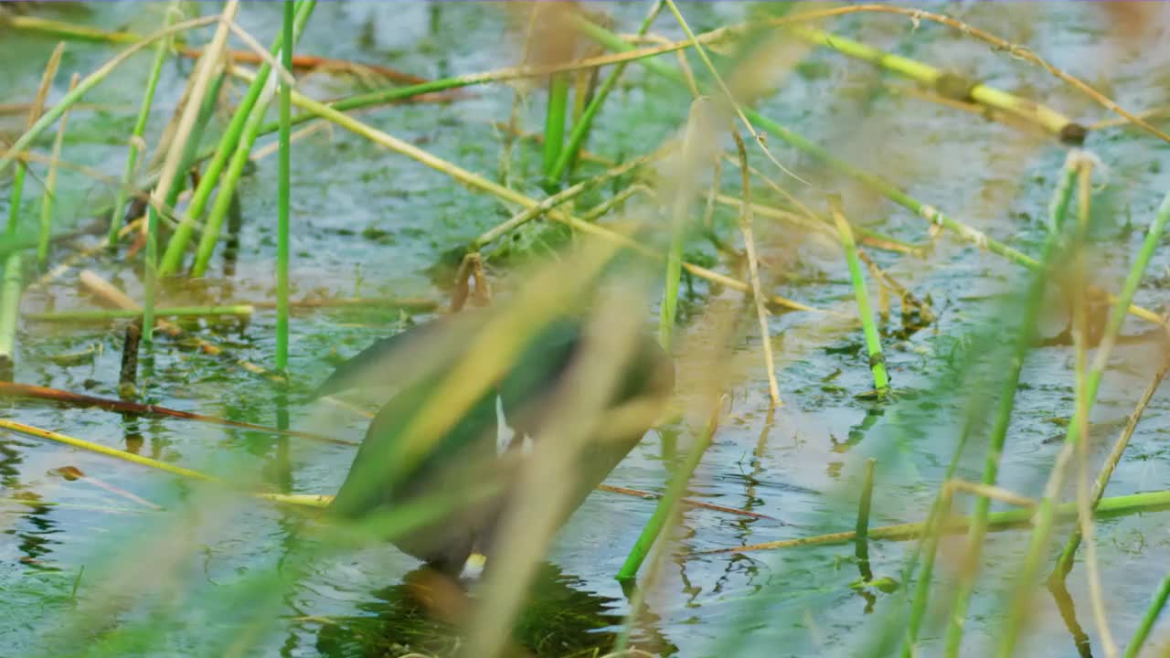 在长满鲜花和苔藓的湿地上，一只黑色的水骨顶鸟独自栖息在湖面上视频素材