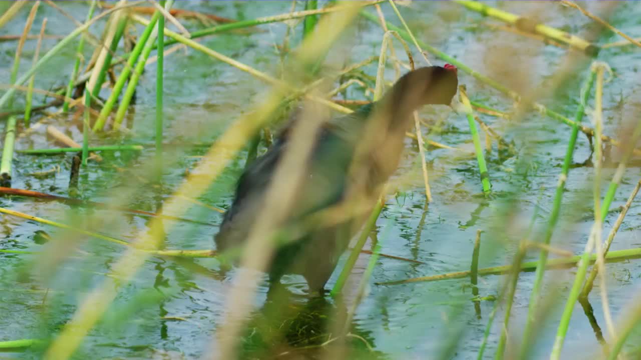 欧亚骨顶(Fulica atra)，也被称为普通骨顶，或澳大利亚骨顶，是秧鸟和秧鸟科的一员视频素材