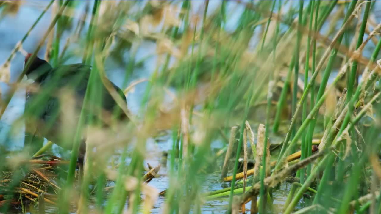 欧亚骨顶(Fulica atra)，也被称为普通骨顶，或澳大利亚骨顶，在池塘里觅食视频素材