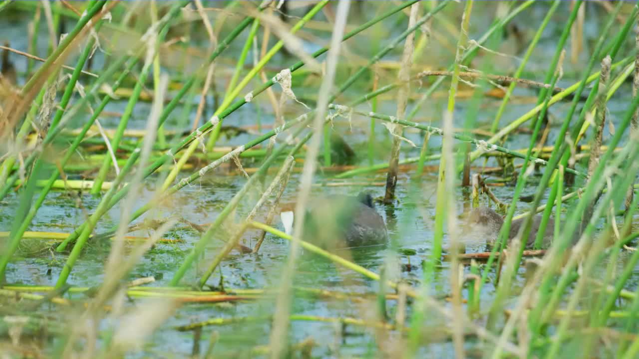 在长满鲜花和苔藓的湿地上，一只在湖面上的红顶白骨顶鸟视频素材