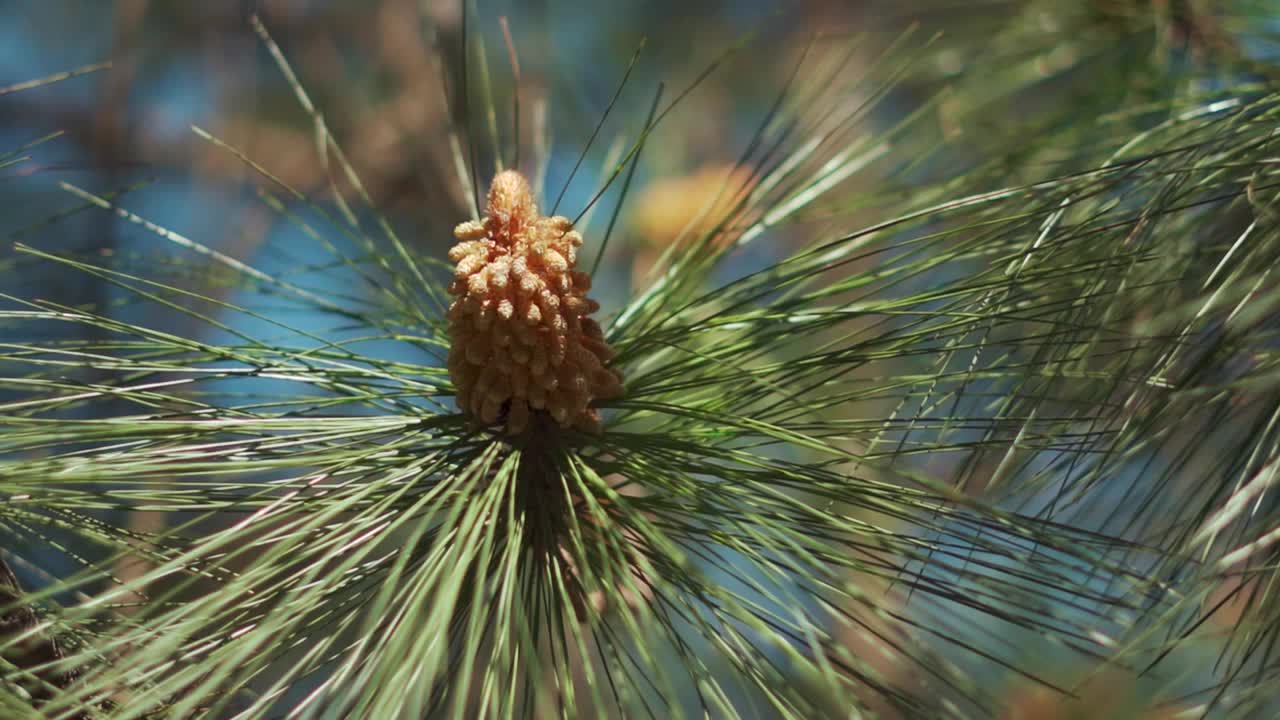 在印度喜马偕尔邦的马纳里，松树上的松针的特写镜头。马纳里喜马拉雅山脉森林中的松树。自然冷杉树背景在阳光明媚的日子。视频素材