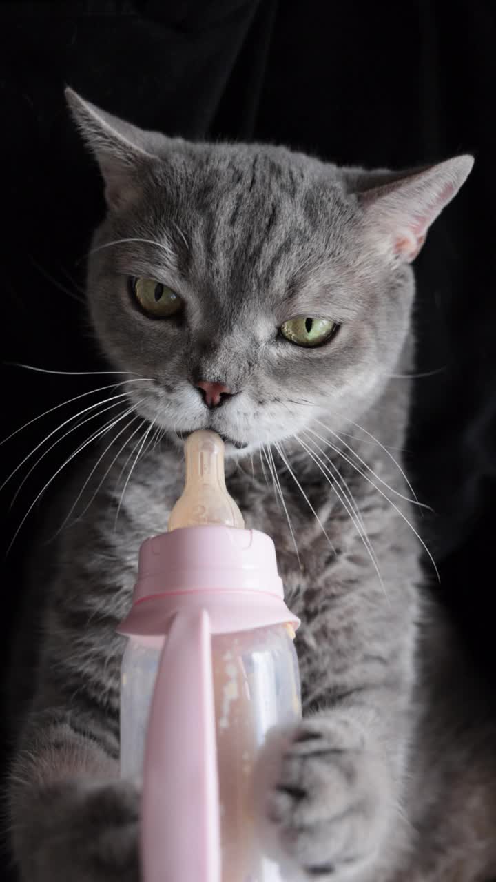 饥饿的猫仰面躺在沙发上，试图从奶瓶里吸奶视频素材