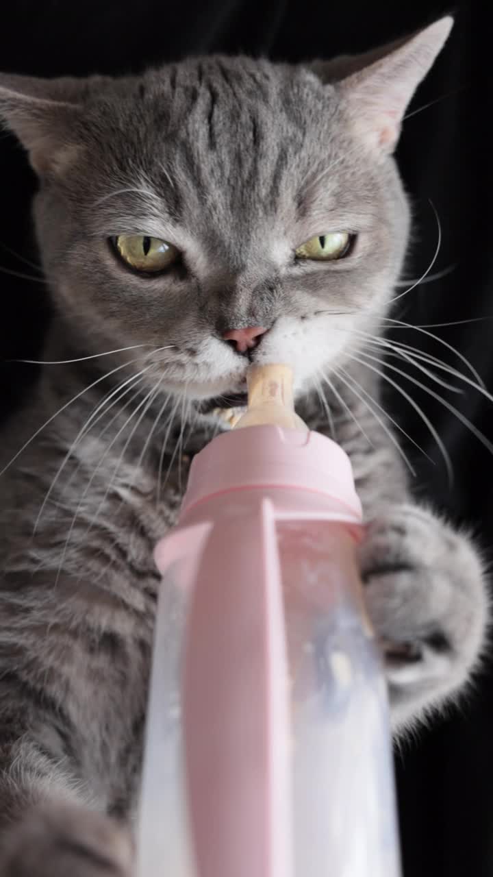 饥饿的猫仰面躺在沙发上，试图从奶瓶里吸奶视频素材