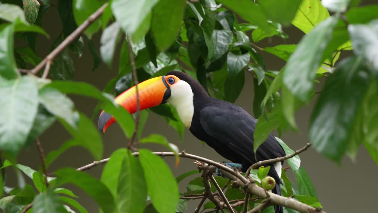 成年巨嘴巨嘴鸟(ramphastos toco)，长着独特的巨大喙，栖息在一棵果树的树枝上，好奇地环顾周围的环境，特写镜头。视频素材