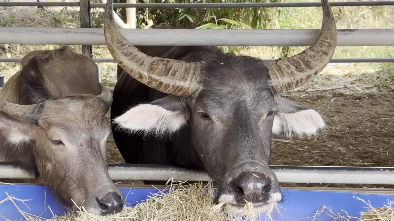 泰国水牛在谷仓里进食的特写视频下载