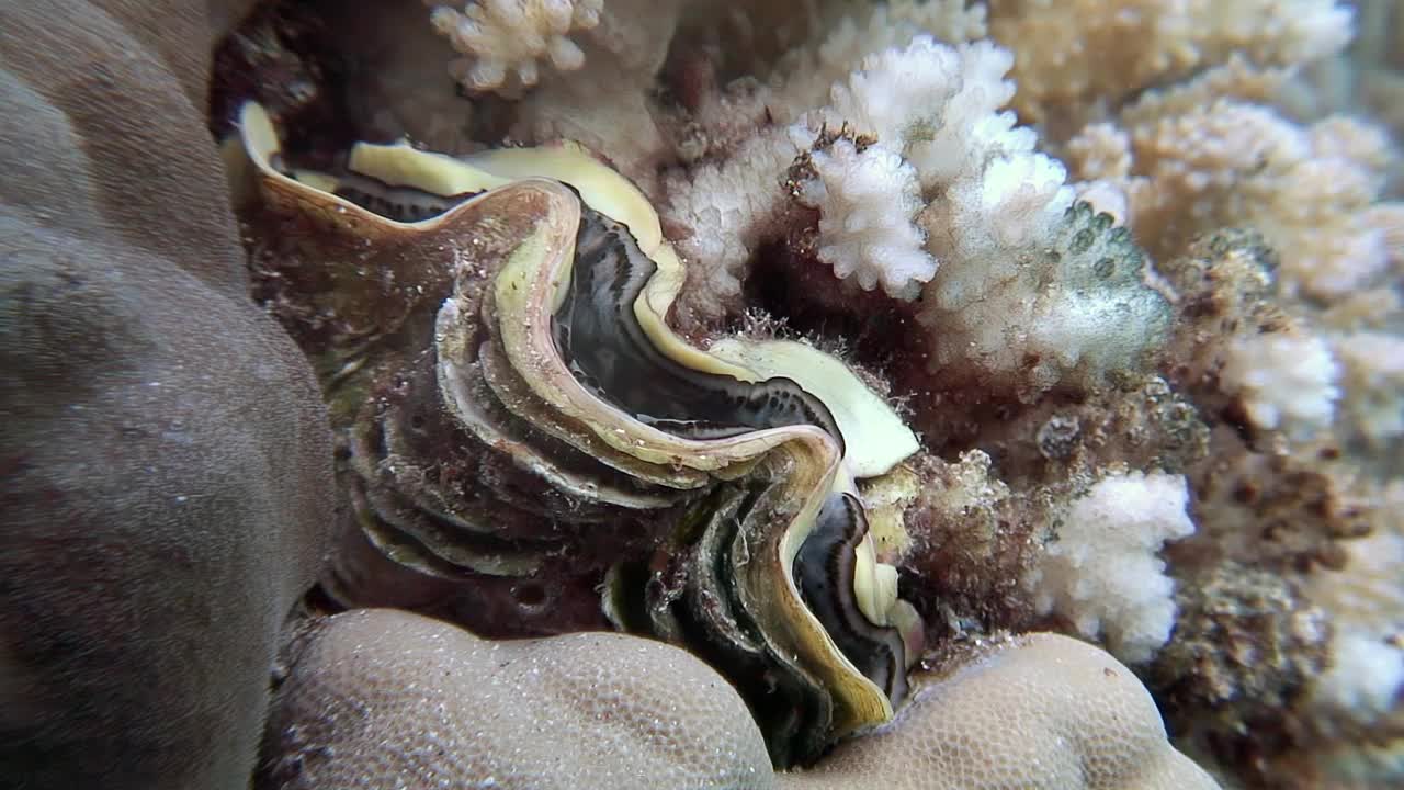 红海水下生物中的双壳类软体动物。视频素材