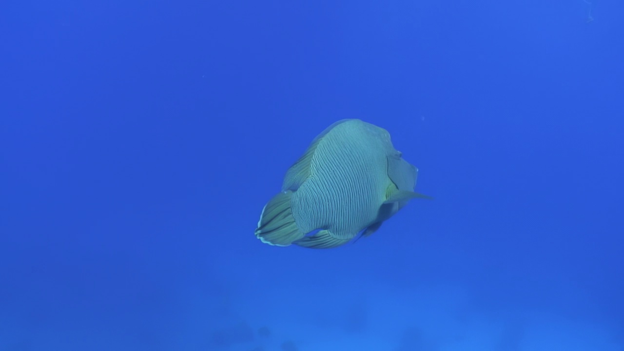 红海的海底世界充满了波浪形拿破仑鱼。视频素材