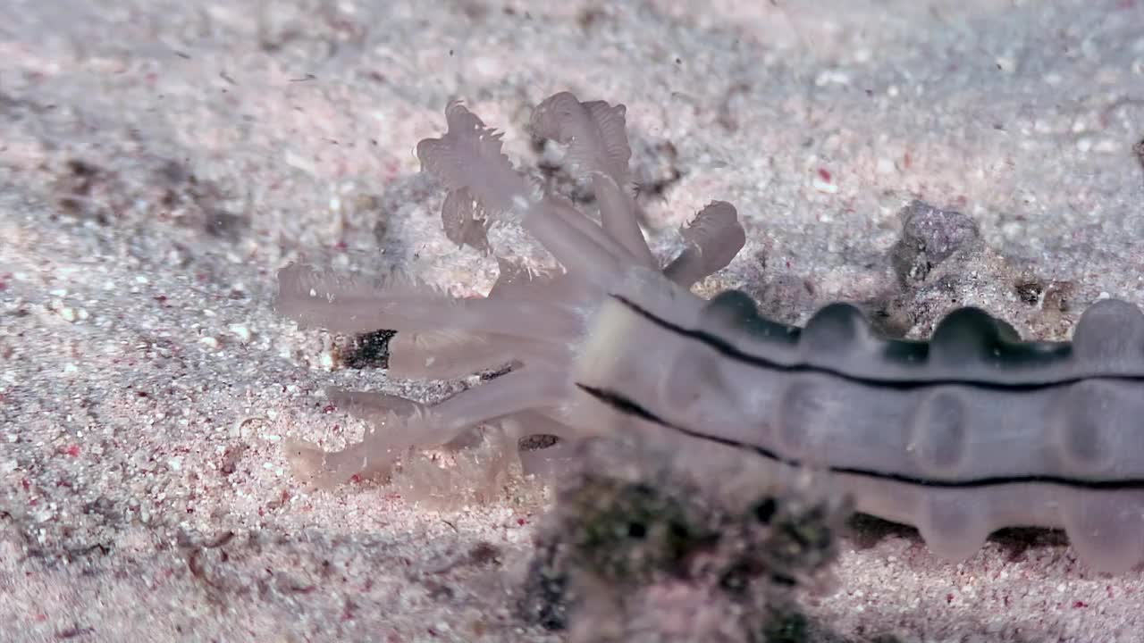 海蠕虫对环境条件的耐受性不同。视频素材