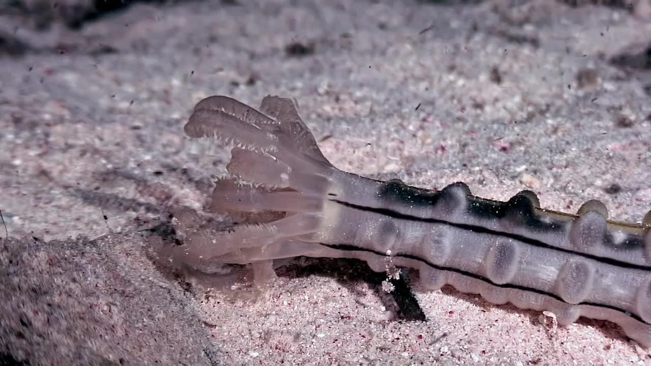 海底是迷人的海蠕虫Apodida的栖息地。视频素材