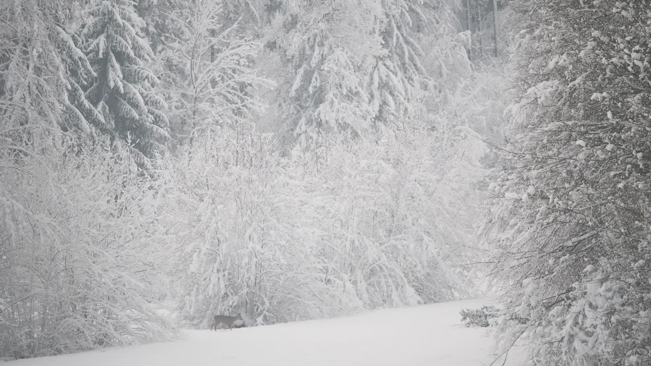 鹿跑过白雪皑皑的草地，被高大的树木包围的冰冻草原，宁静的冬季森林视频素材