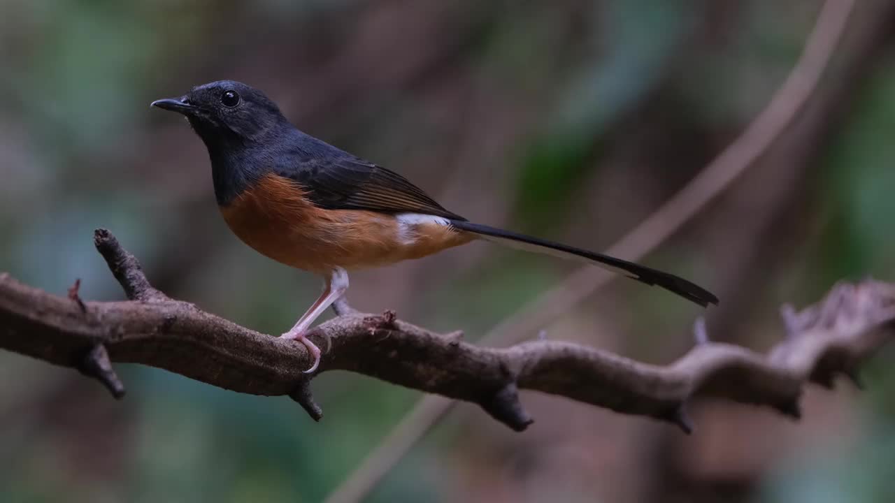 泰国，白臀Shama Copsychus malabaricus，当镜头变焦时，它面朝左边，环顾四周视频素材