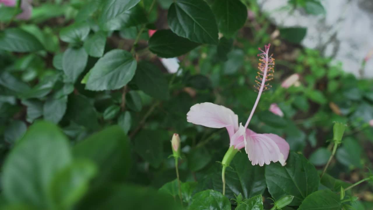 专业视频的粉红色芙蓉花在盛开在4k 30fps。视频下载