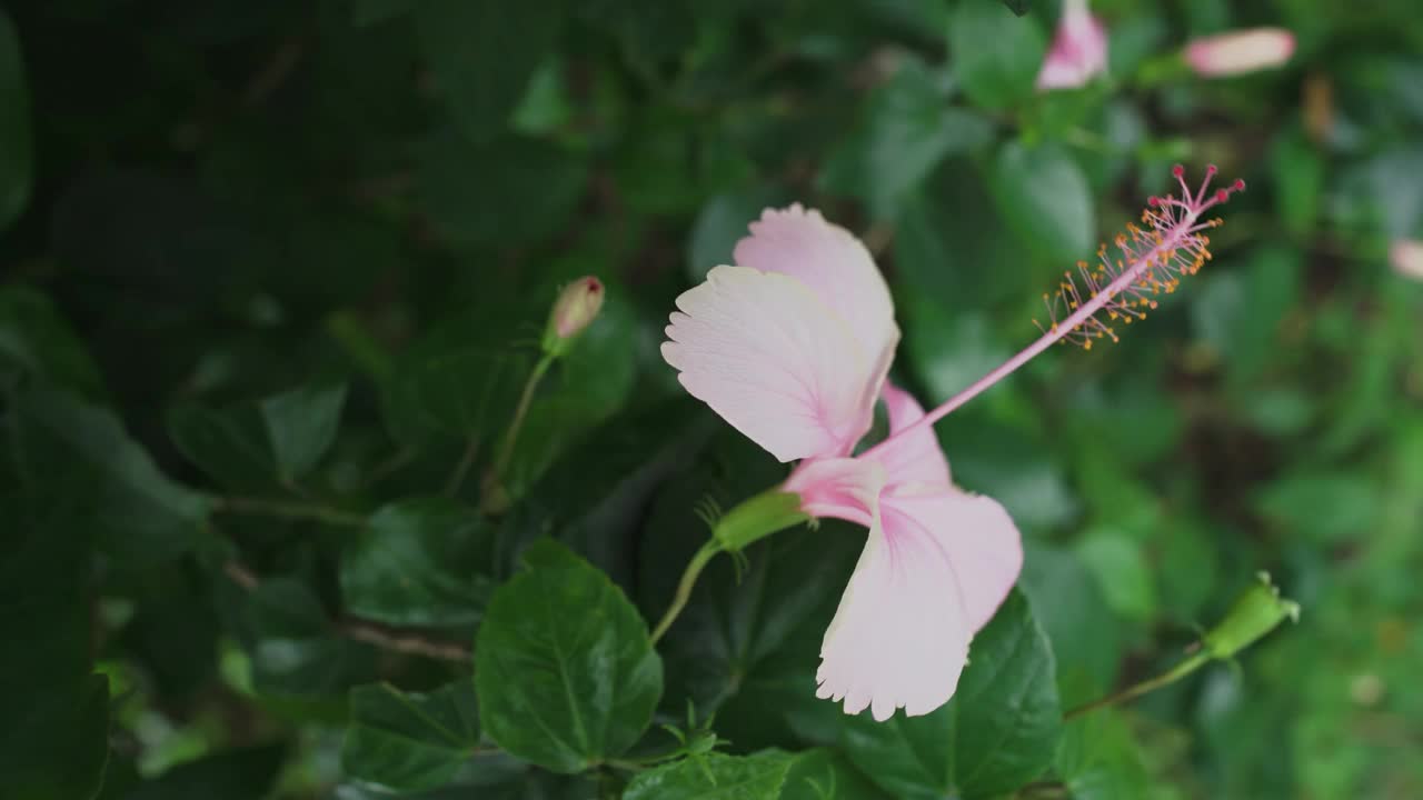 专业视频的粉红色芙蓉花在盛开在4k 30fps。视频下载