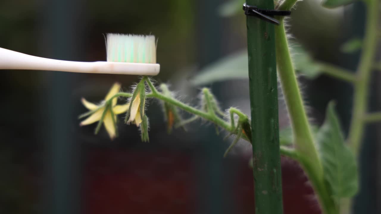 用电动振动牙刷模拟蜜蜂为番茄花人工授粉视频素材