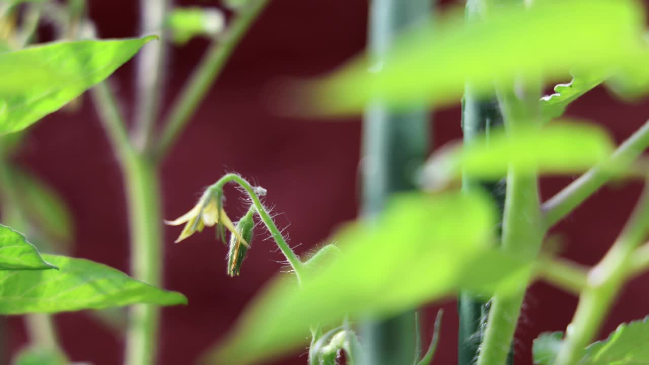 用电动振动牙刷模拟蜜蜂为番茄花人工授粉视频素材