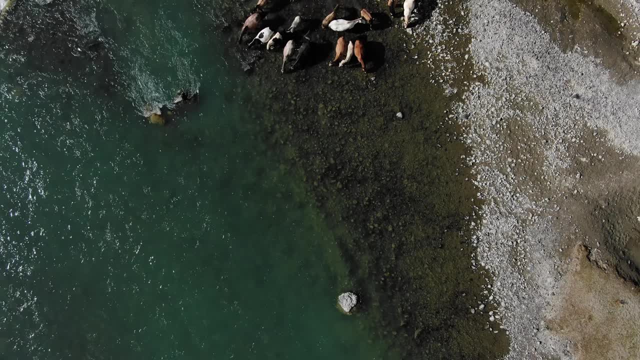 从上往下看，一群马在狂风暴雨的山河中喝水视频素材