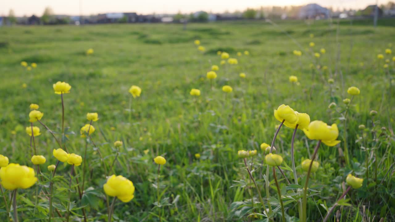 夕阳下，黄色的野花高高矗立在绿色的草地上。视频素材