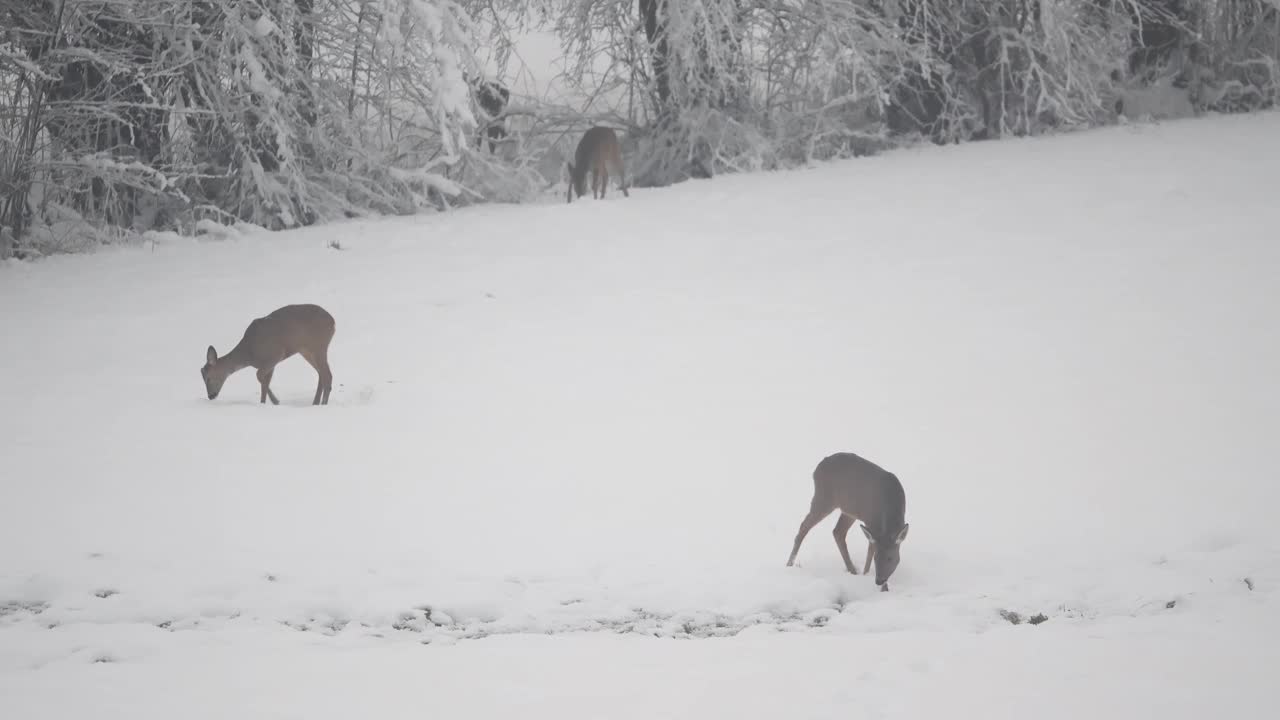 鹿在寒冷的牧场上寻找食物，小鹿在冰雪覆盖的草原上觅食视频素材