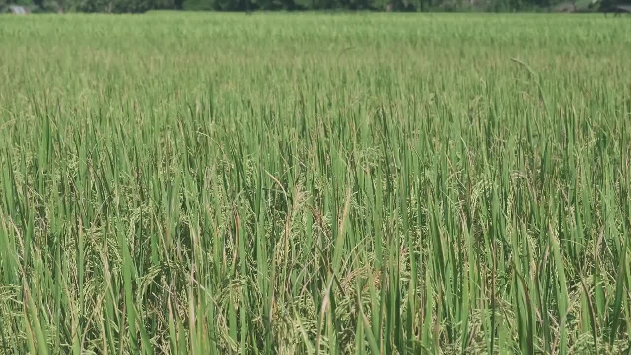 农田种植中丰富的绿色水稻纹理背景。视频下载