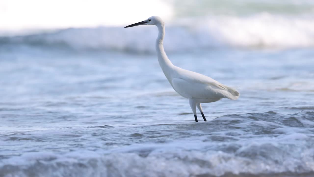 白鹭的海边漫步视频素材