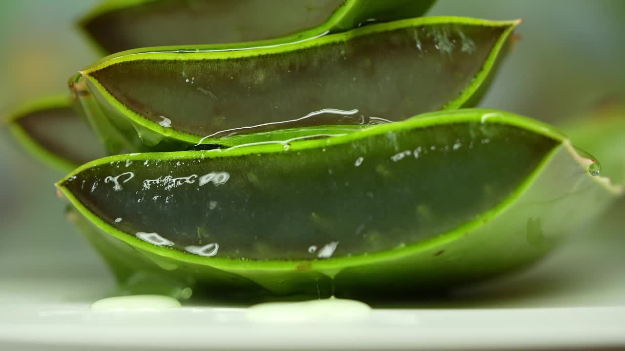 大卷须新鲜的绿色芦荟植物，折叠片的叶子和透明凝胶提取物流过芦荟成分。芦荟凝胶，对皮肤治疗有益的草药视频素材