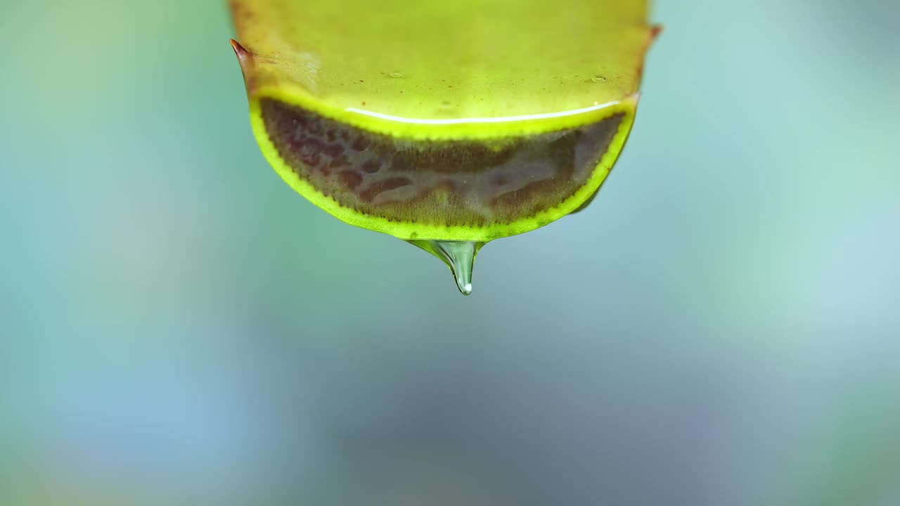 大卷须新鲜的绿色芦荟植物，折叠片的叶子和透明凝胶提取物流过芦荟成分。芦荟凝胶，对皮肤治疗有益的草药视频素材